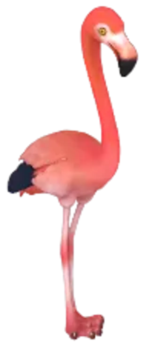 American Flamingo