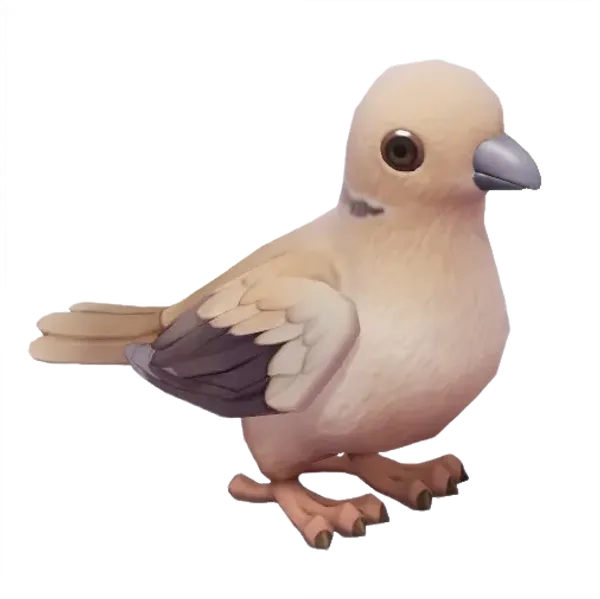 Eurasian Collared Dove