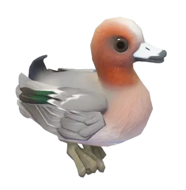 Eurasian Wigeon