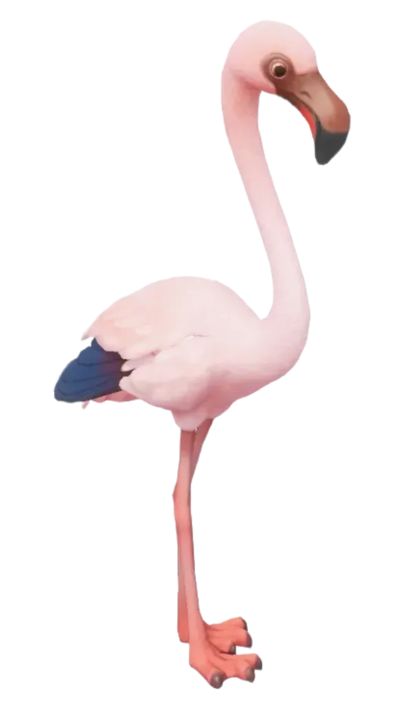 Lesser Flamingo