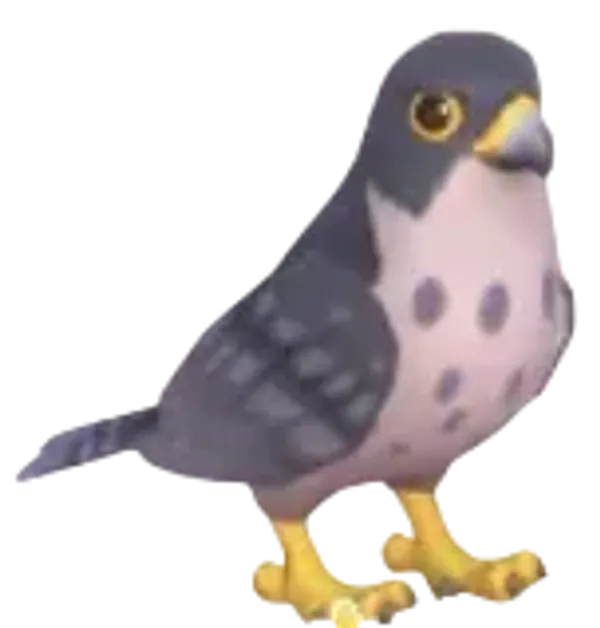 Peregrine Falcon