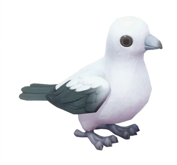 Pied Imperial Pigeon