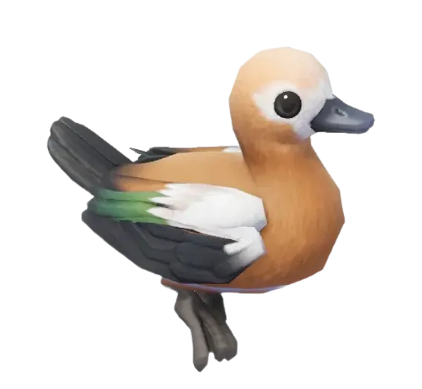 Ruddy Shelduck
