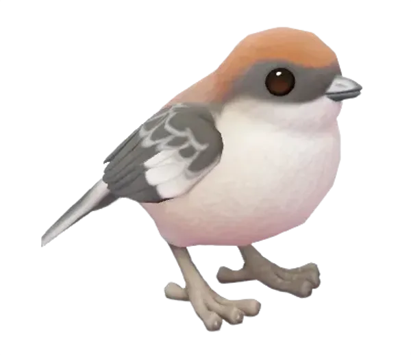Woodchat Shrike