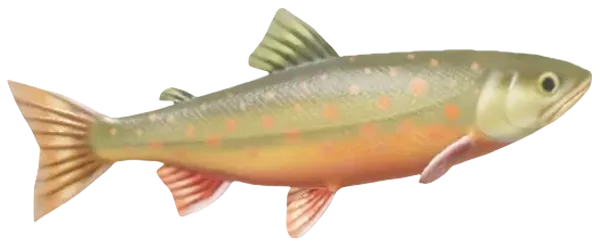 Arctic Char