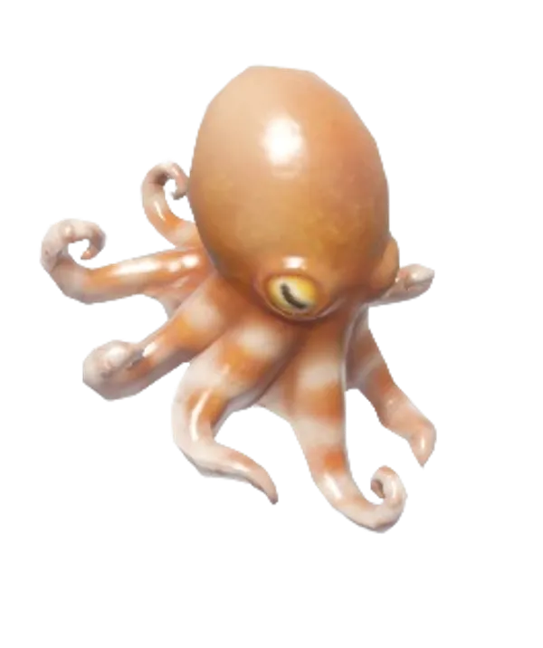 Atlantic Pygmy Octopus