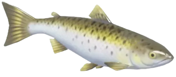 Atlantic Salmon