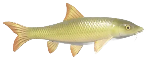 Barbel