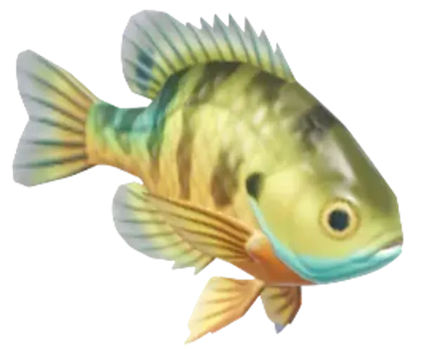 Bluegill