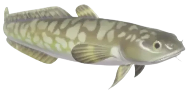 Burbot