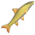 Common Barbel