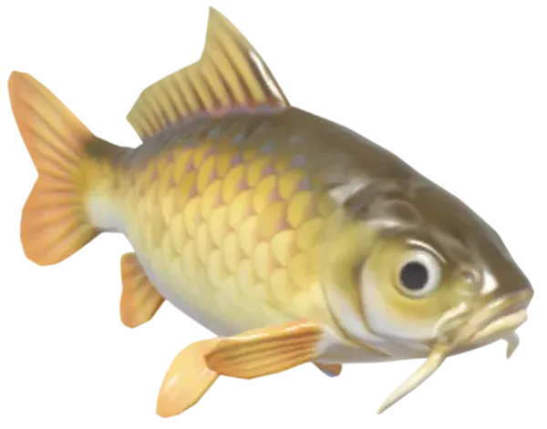 Common Carp