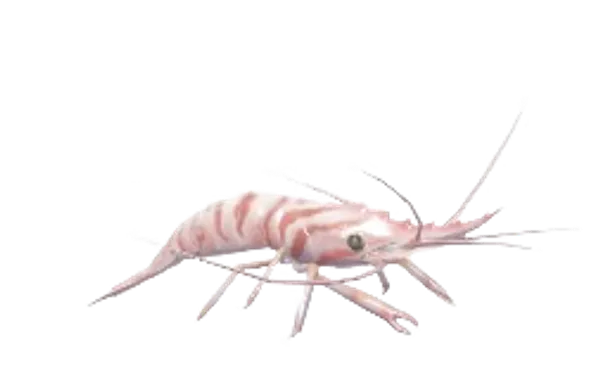 Common Prawn