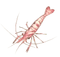 Common Shrimp