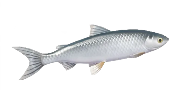 Common Whitefish