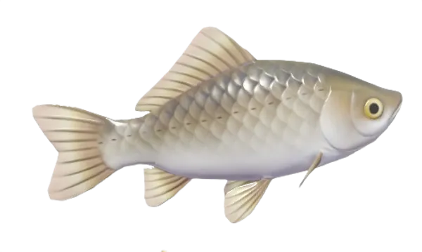 Crucian Carp