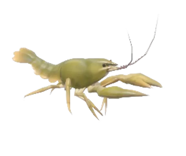 European Crayfish