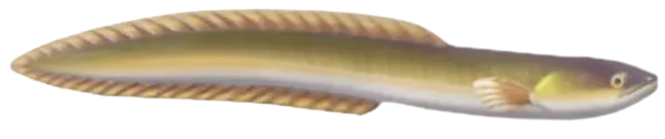 European Eel