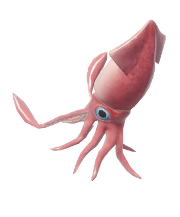 European Flying Squid