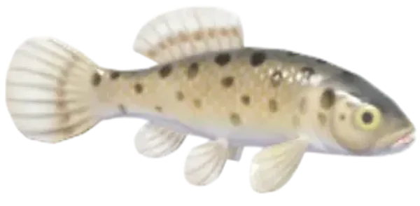 European Mudminnow