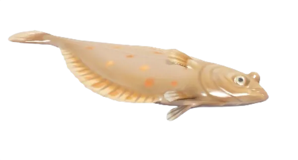 European Plaice