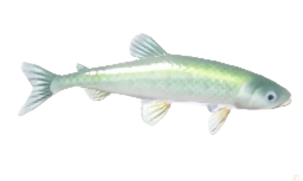 European Smelt