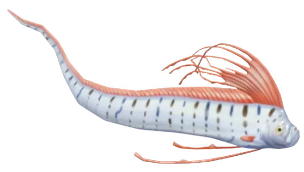 Giant Oarfish