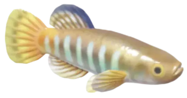 Mediterranean Killifish