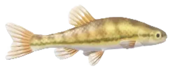 Minnow