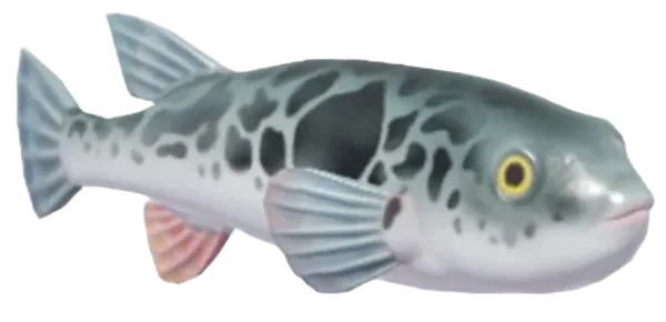 Puffer Fish