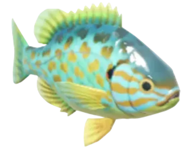 Pumpkinseed