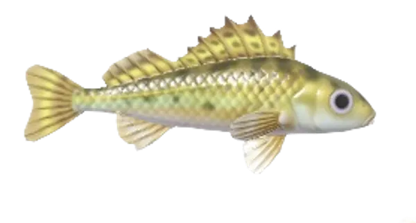 Ruffe
