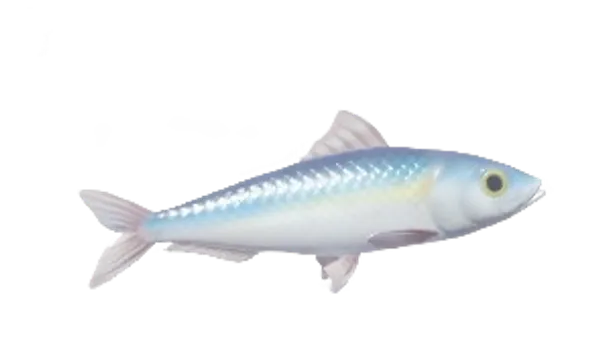 Sardine