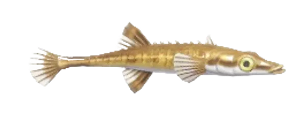 Sea Stickleback