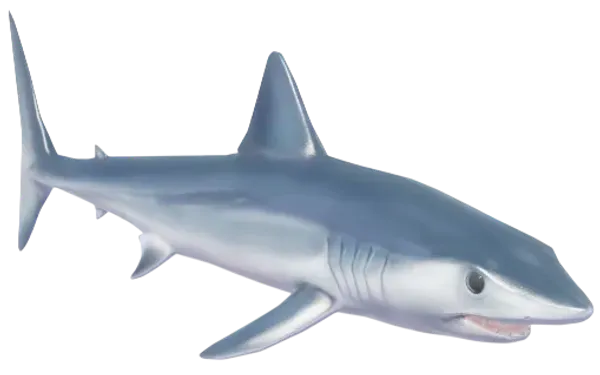 Shortfin Mako Shark
