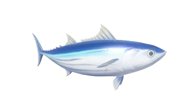 Skipjack Tuna