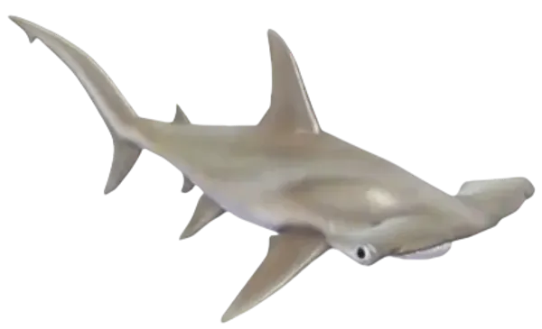 Smooth Hammerhead
