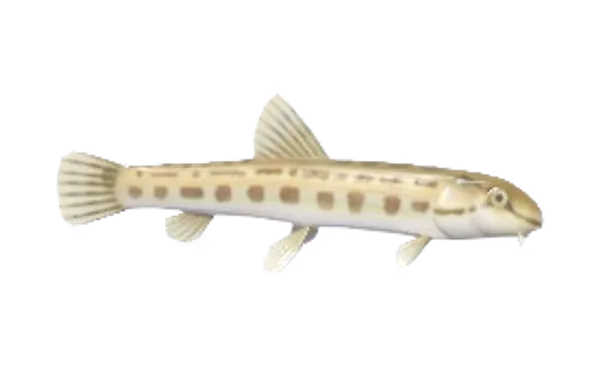 Spined Loach