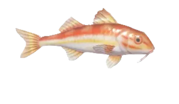 Striped Red Mullet