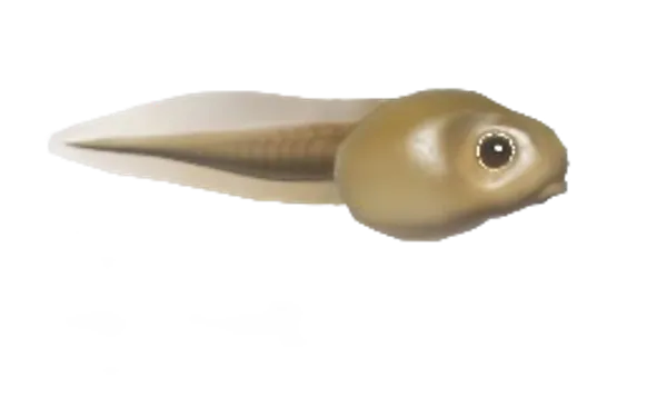 Tadpole