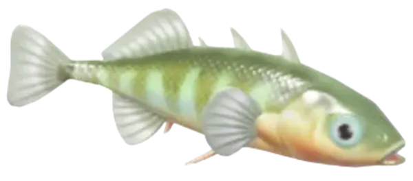 Three-Spined Stickleback