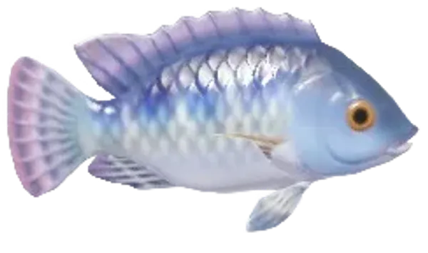 Tilapia