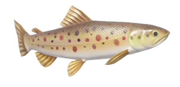 Trout