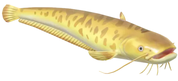 Wels Catfish