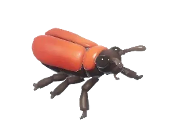 Fire-Colored Beetle