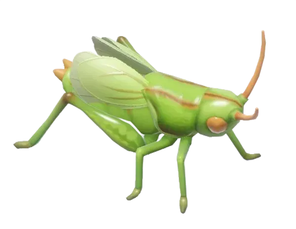 Katydid