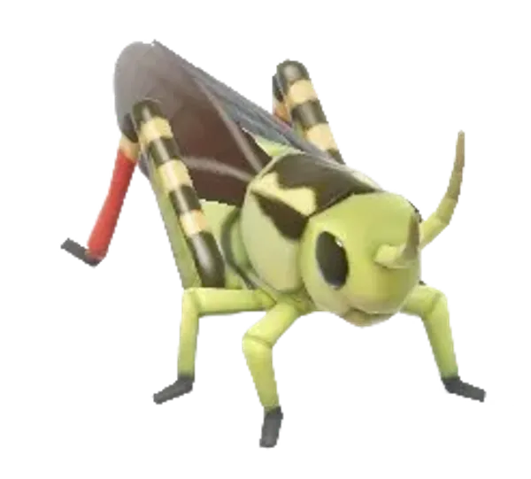 Large Banded Grasshopper