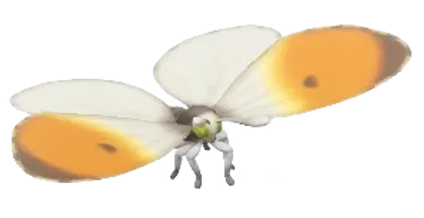 Orange-Tip