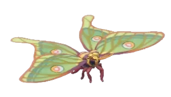 Spanish Moon Moth