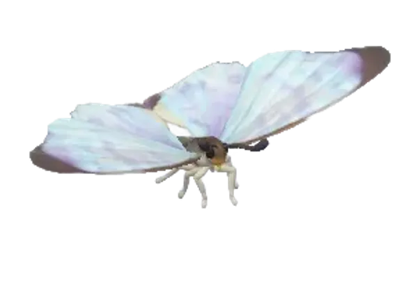 Sulkowsky’s Morpho